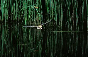 Myotis: Whiskered Bat - in flight above a pond