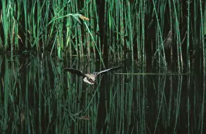 Myotis: Whiskered Bat - In flight above a pond with vegetation