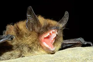 Opening: Whiskered Bat (Myotis mystacinus) portrait, France