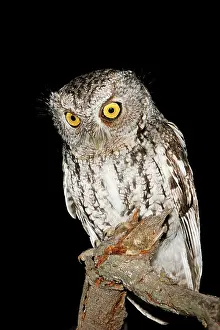 Trichopsis: Whiskered Screech Owl