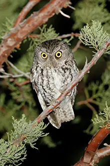 Screech: Whiskered Screech Owl