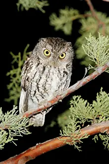 Screech: Whiskered Screech Owl