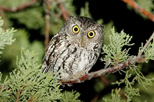 Screech: Whiskered Screech Owl