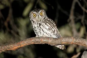 Screech: Whiskered Screech Owl
