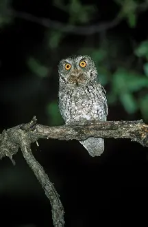 Screech: Whiskered Screech Owl