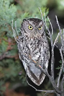 Screech: Whiskered Screech Owl