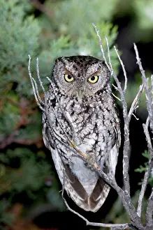 Screech: Whiskered Screech Owl