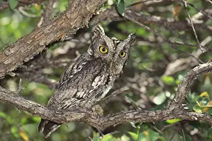 Screech: Whiskered Screech-owl