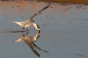 Chlidonias: Whiskered Tern