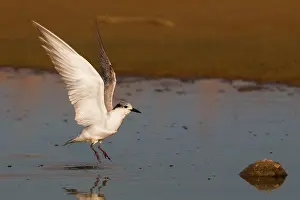 Chlidonias: Whiskered Tern