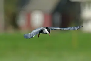 Chlidonias: Whiskered Tern