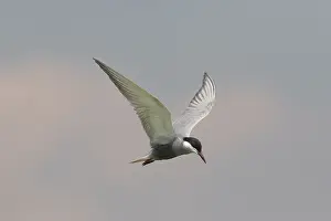 Chlidonias: Whiskered Tern - adult bird in flight - Germany