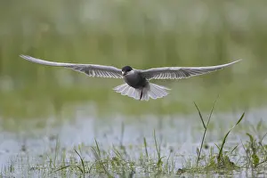 Chlidonias: Whiskered Tern - adult bird in flight - Germany