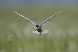 Terns: Whiskered Tern - adult bird in flight - Germany