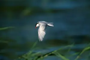 Chlidonias: Whiskered Tern - Adult, summer plumaged