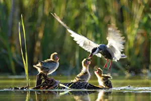 Gull: Whiskered Tern (Chlidonias hybrida) feeds chicks