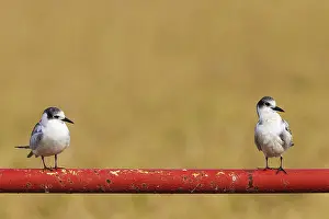 Chlidonias: Whiskered Tern (Chlidonias hybrida). Two juveniles