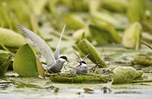 Estuary: Whiskered Tern (Chlidonias hybrida) male feeds female on nest