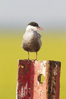 Chlidonias: Whiskered Tern (Chlidonias hybrida). Perching on