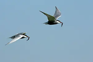 Chlidonias: Whiskered Tern - in flight