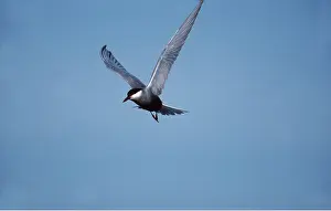 Tern: WHISKERED TERN - IN FLIGHT