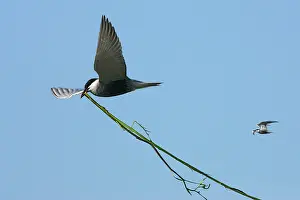 Chlidonias: Whiskered Tern - in flight carrying nesting material