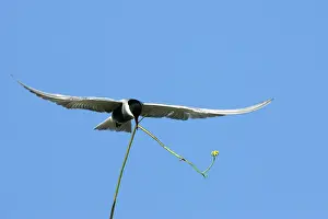 Chlidonias: Whiskered Tern - in flight carrying nesting material