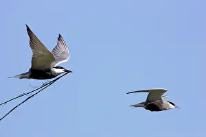 Chlidonias: Whiskered Tern - in flight carrying nesting material