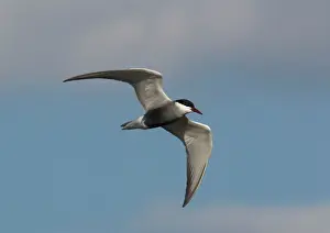 Chlidonias: Whiskered Tern, in flight over lake