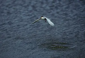 Chlidonias: Whiskered Tern - Hunting for Fish