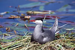 Tern: WHISKERED TERN - in nest