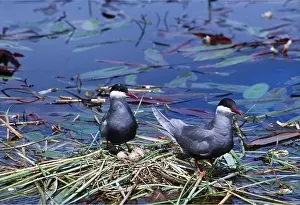Tern: WHISKERED TERN - two on nest