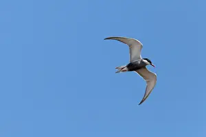Chlidonias: Whiskered Tern - single adult in flight