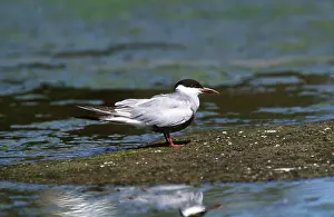 Tern: WHISKERED TERN - by water