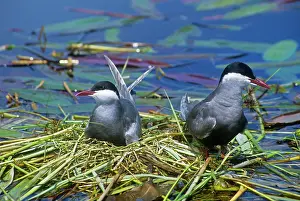 Chlidonias: Whiskered Terns