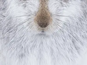 Snout: The whiskers of a Mountain Hare (Lepus timidus)