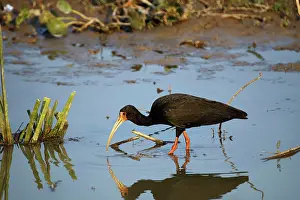 Whispering: Whispering Ibis