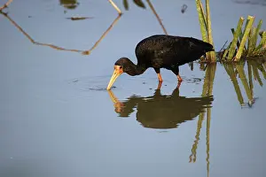 Whispering: Whispering Ibis