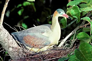 Sibilatrix: Whistling Heron at nest