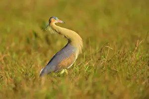 Sibilatrix: Whistling Heron - a single adult foraging for insects