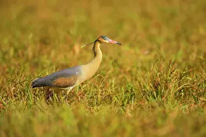 Sibilatrix: Whistling Heron - a single adult foraging for insects