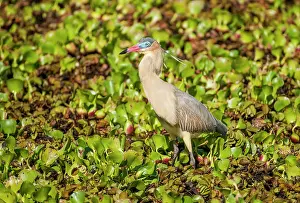 Sibilatrix: Whistling Heron standing on surface vegetation of pond