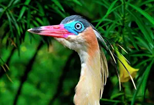 Sibilatrix: Whistling Heron (Syrigma sibilatrix sibilatrix)