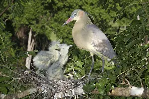 Sibilatrix: Whistling Heron with Young