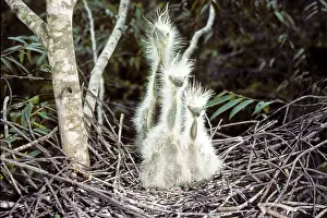 Sibilatrix: Whistling Heron young in nest