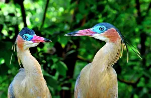 Sibilatrix: Whistling Herons (Syrigma sibilatrix sibilatrix)