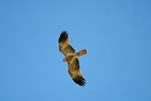 Haliastur: Whistling Kite