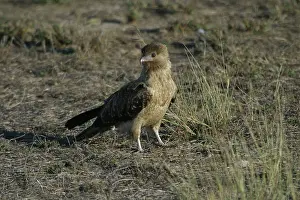 Haliastur: Whistling Kite