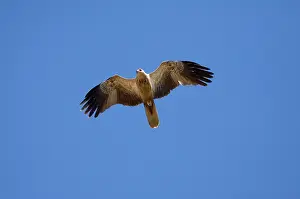 Haliastur: Whistling Kite