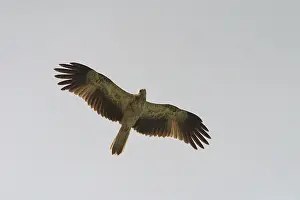Haliastur: Whistling Kite